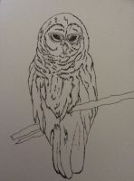 Owl with glasses in cool colours